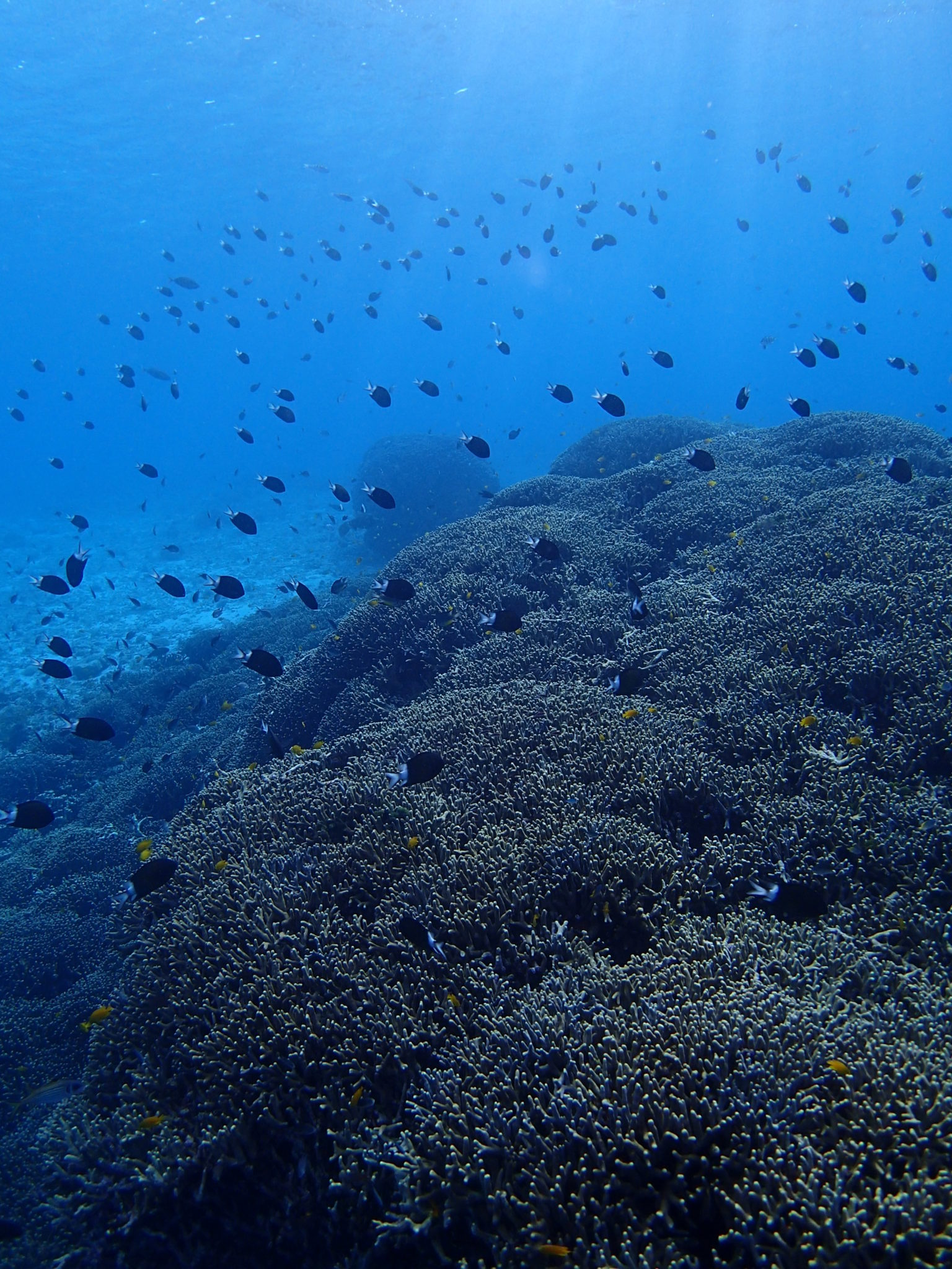 What we should have seen: Snorkeling in ideal conditions - Kerama Shotô - Okinawa - © Kerama Ocean