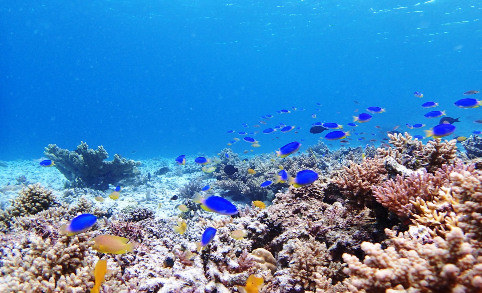 What we should have seen: Snorkeling in ideal conditions - Kerama Shotô - Okinawa - © Kerama Ocean