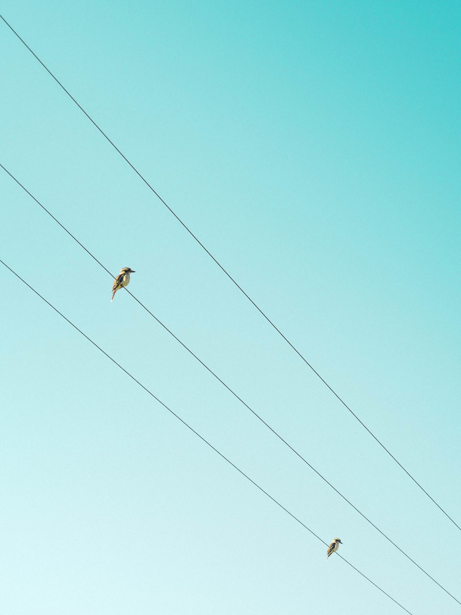 Kookaburra - Bruny Island - Tasmania - Australia - © Claire Blumenfeld
