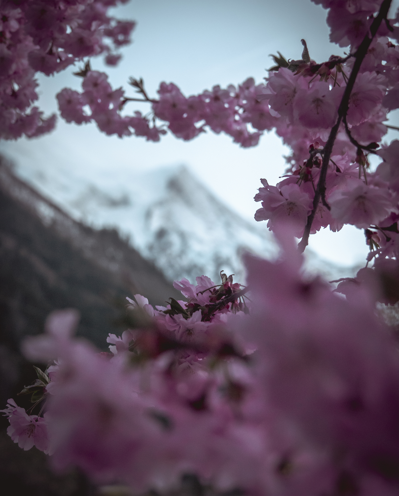 Cerisiers - Chamonix - France - © Claire Blumenfeld