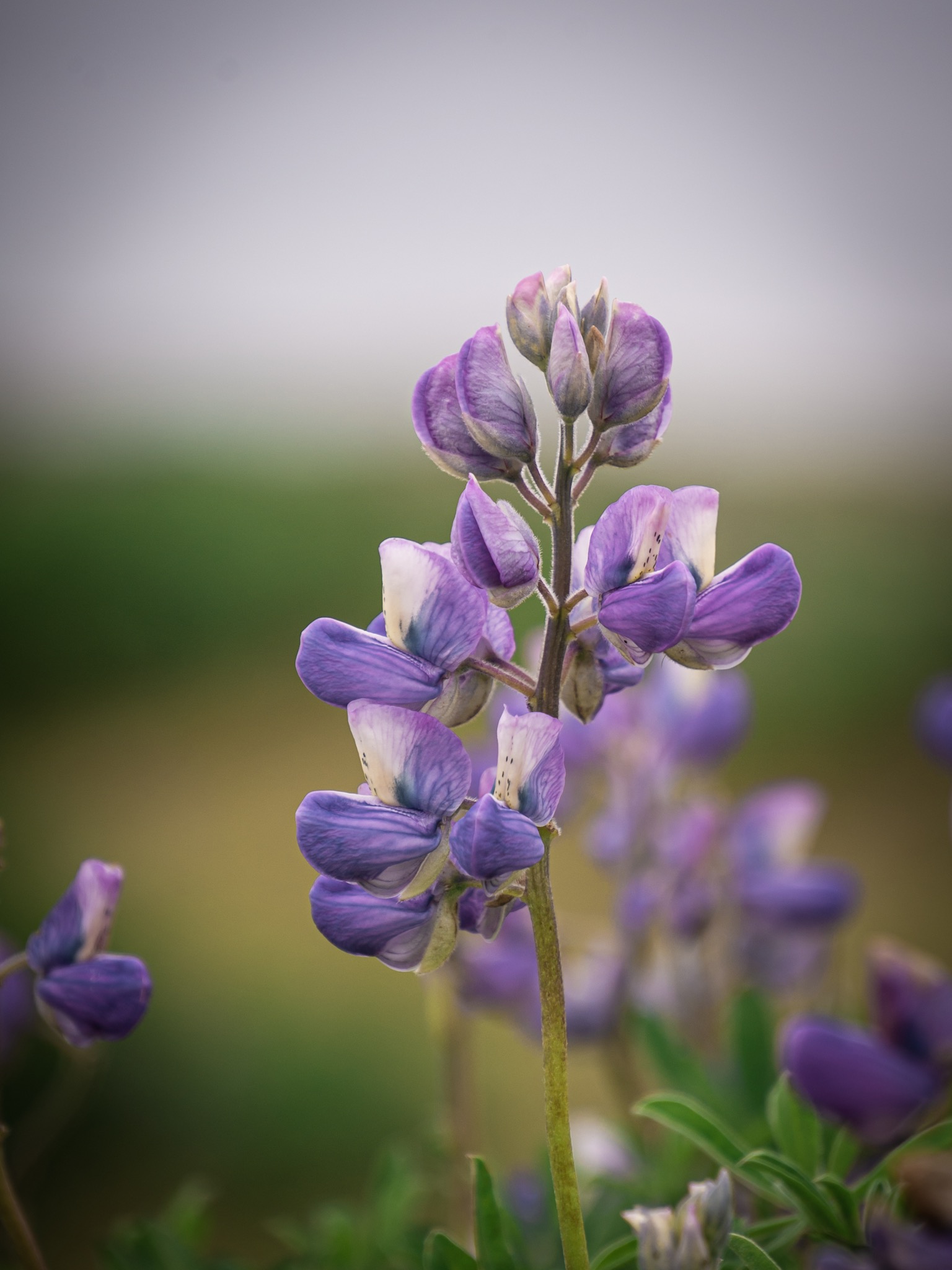 Des Lupins - Côte Sud - Islande - © Claire Blumenfeld