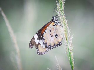 Un papillon Petit Monarque dans la campagne Australienne © Claire Blumenfeld