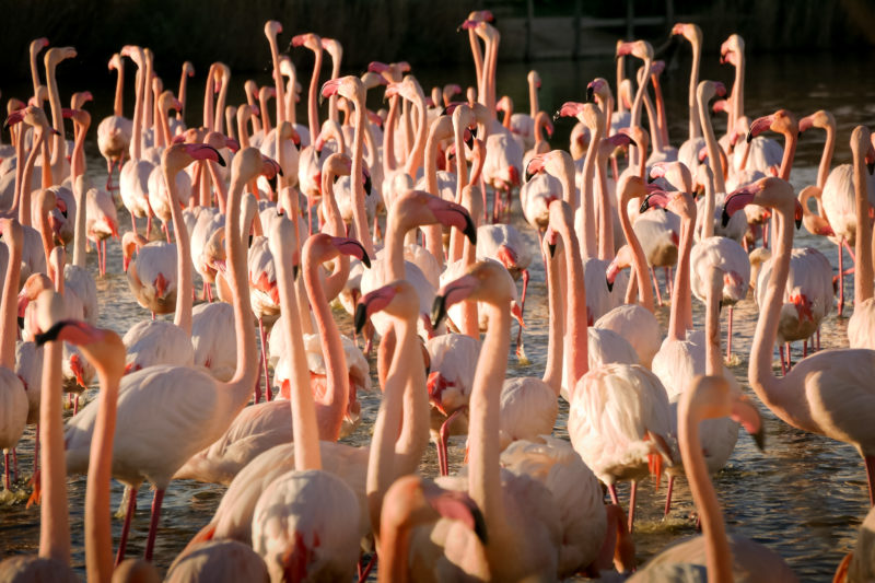 Flamants roses en Camargue, France © Claire Blumenfeld