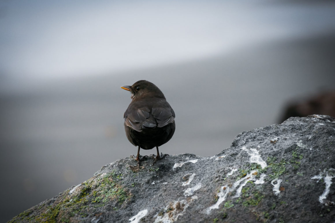 New Plymouth, Île du Nord, Nouvelle-Zélande © Claire Blumenfeld