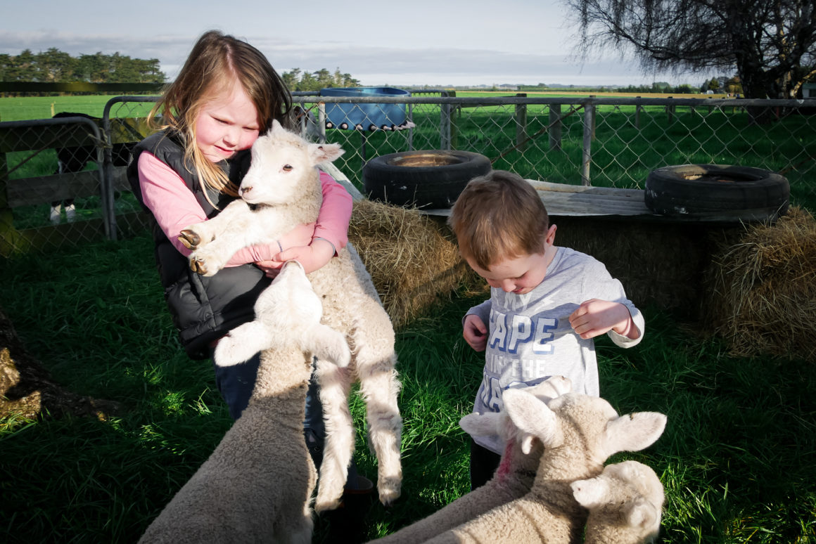 Ferme laitière dans le Southland, Île du Sud, Nouvelle-Zélande © Claire Blumenfeld