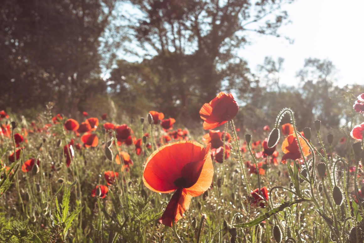 Poppies - Provence - France - © Claire Blumenfeld