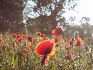 Coquelicots à coté de Remoulins, Provence, France © Claire Blumenfeld