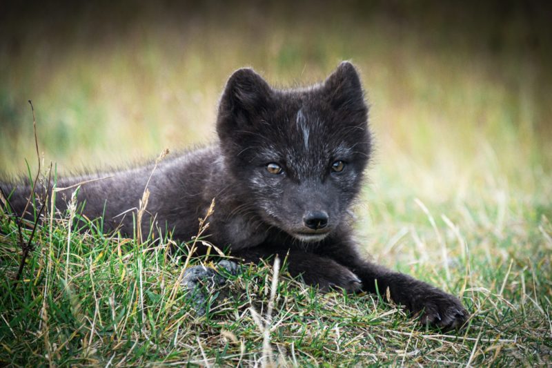 A young artic fox on Hornstrandir in Iceland © Claire Blumenfeld