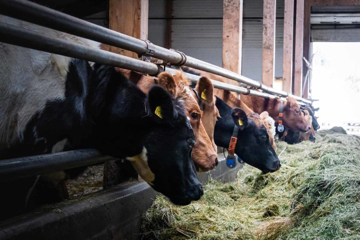 Ferme Laitière, Búðardalur, Islande © Claire B. - Merci de ne pas utiliser sans autorisation