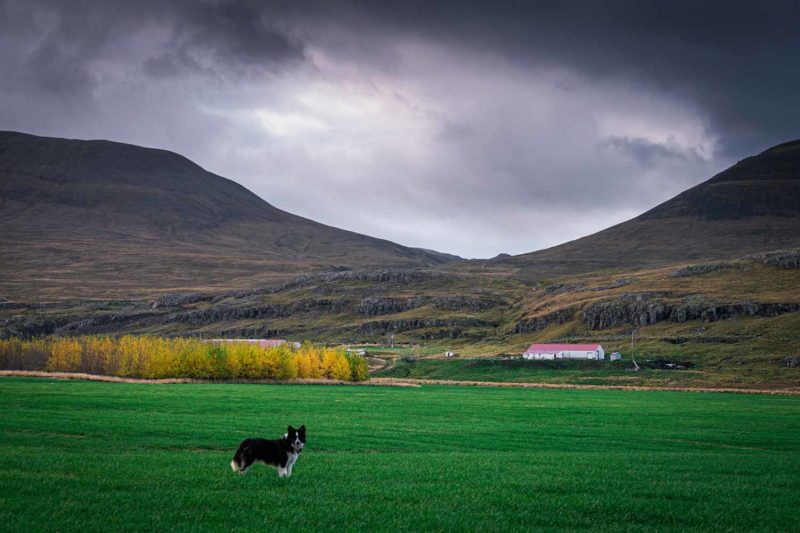 Dairy farm, Búðardalur, Iceland © Claire B. - Please do not use without authorization