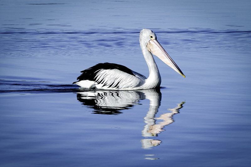 Australian pelican - Bemm River - Victoria - Australia – © Claire Blumenfeld
