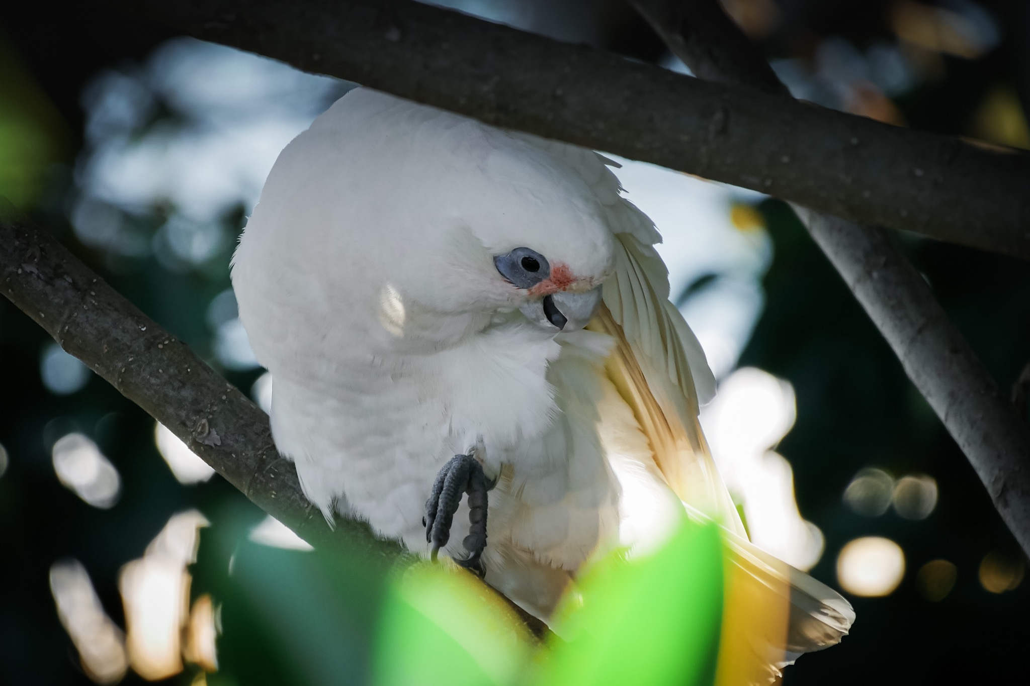A Little Corella cleaning his feathers in Sydney © Claire Blumenfeld