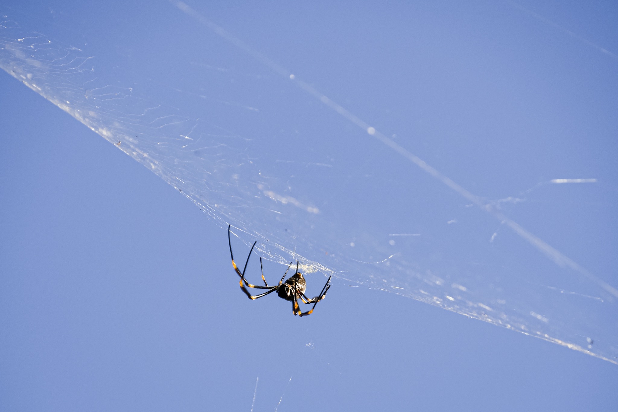Spider - New South Wales - Australia – © Claire Blumenfeld