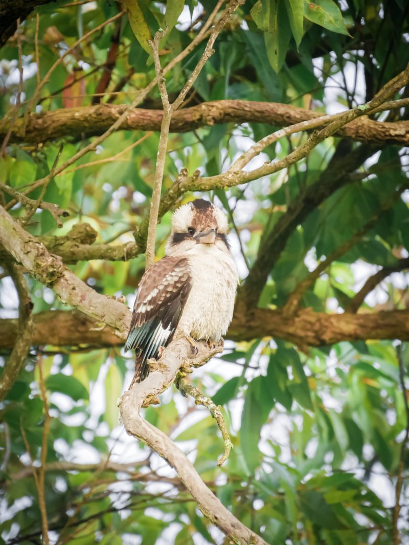 Kookaburra - New South Wales - Australia – © Claire Blumenfeld