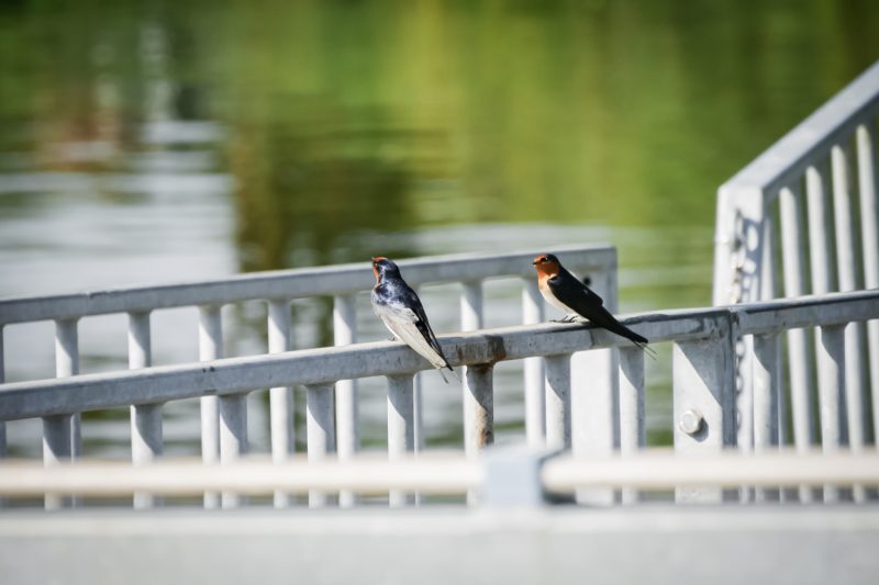 Barn swallow - Bemm River - Victoria - Australia – © Claire Blumenfeld