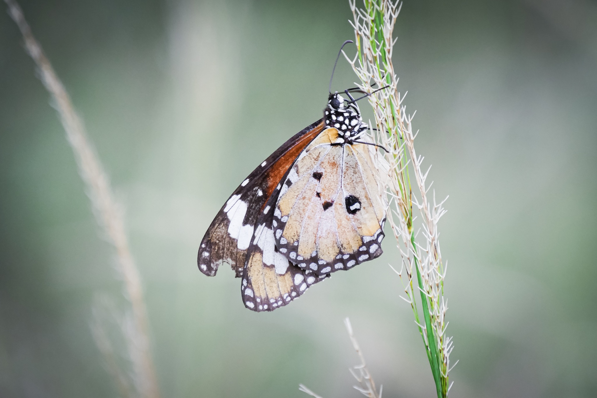 A butterfly Plain Tiger in the Australian countryside © Claire Blumenfeld