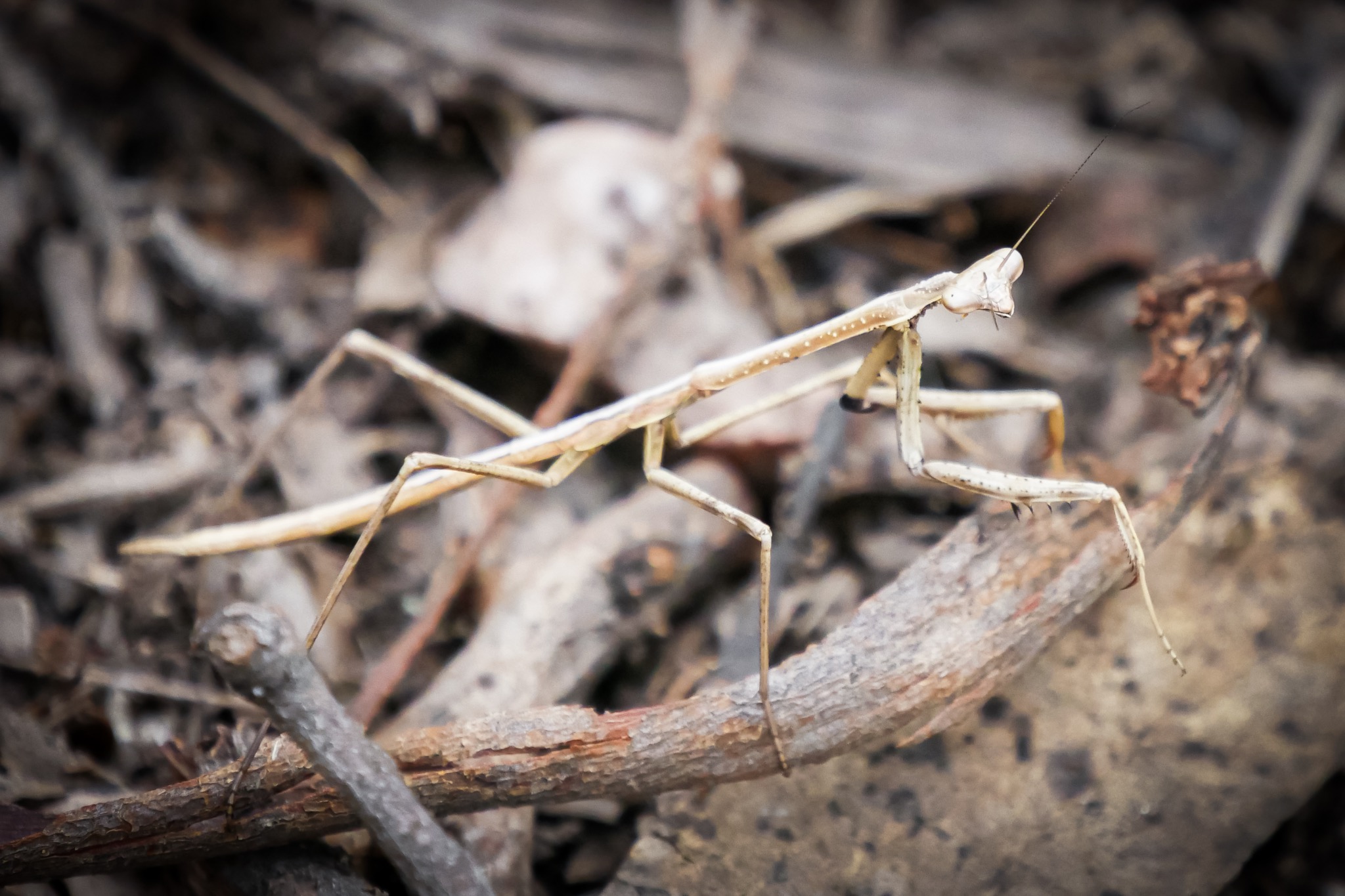 A very thin Religious Mantis in Australia © Claire Blumenfeld