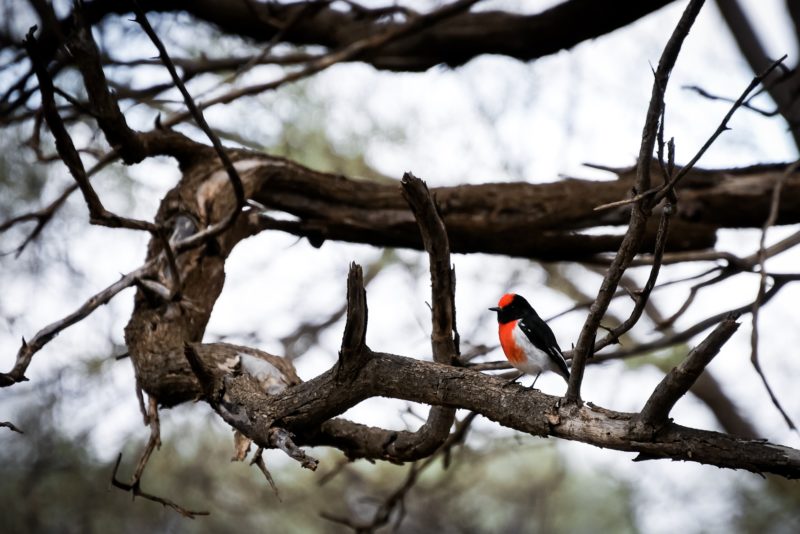 Un Miro à front rouge dans l’Outback Australien © Claire Blumenfeld