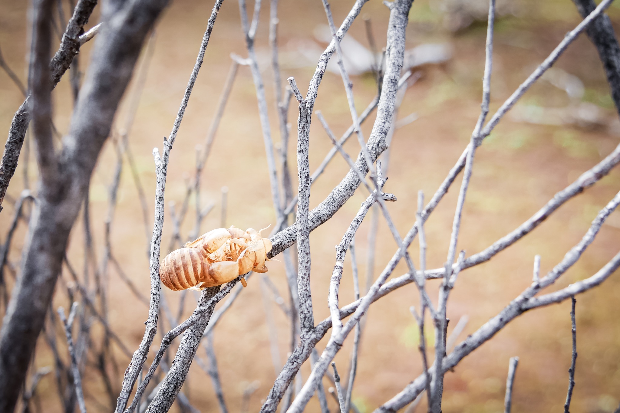 Exuvie of a cicada - New South Wales - Australia – © Claire Blumenfeld