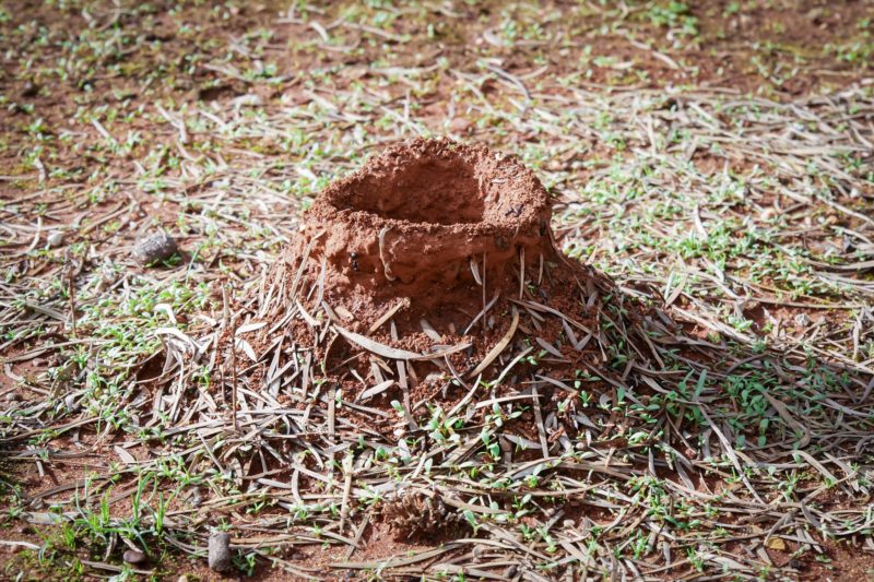 Ants hole - New South Wales - Australia – © Claire Blumenfeld