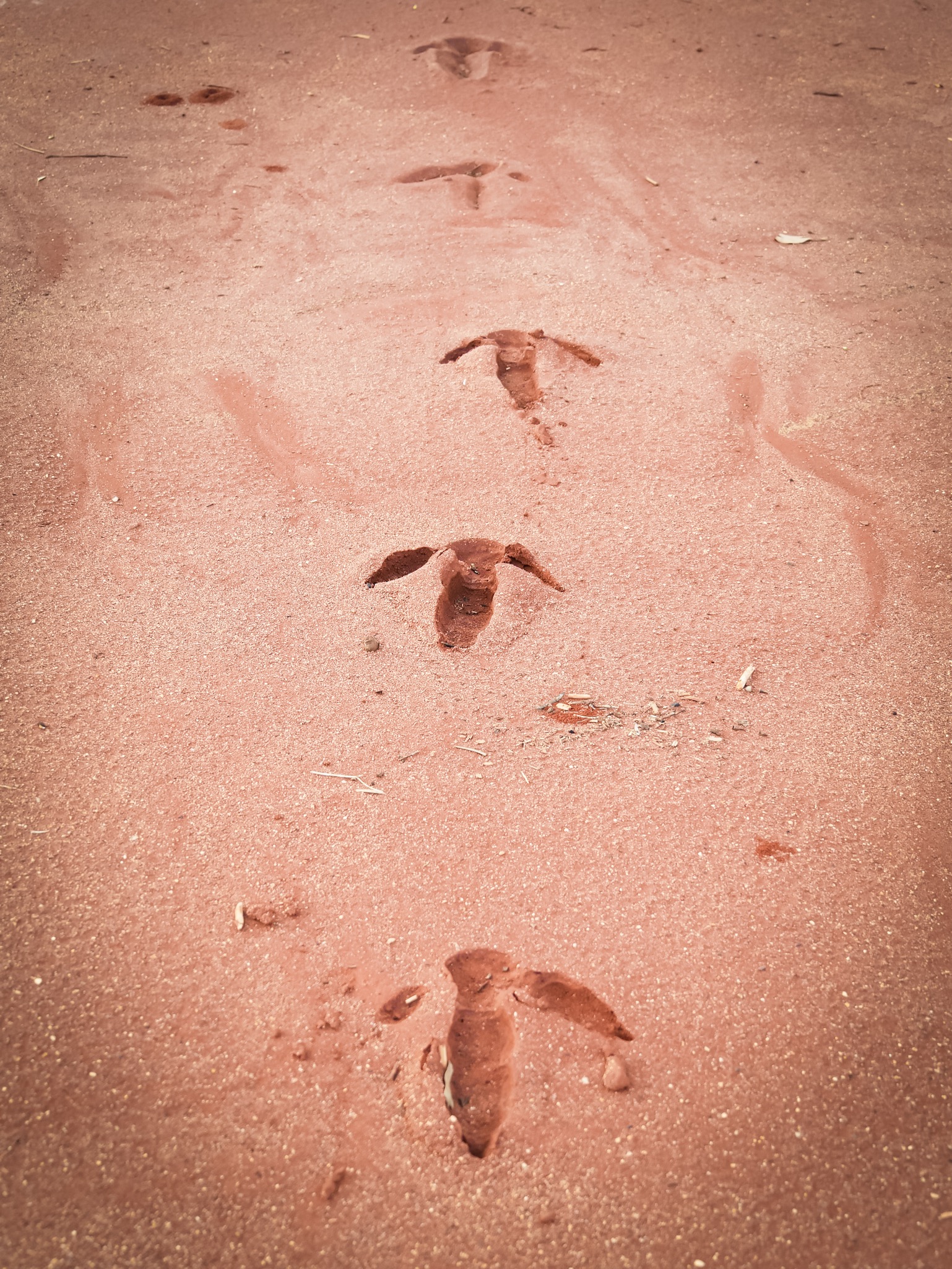 Emu footprints in the Australian outback © Claire Blumenfeld