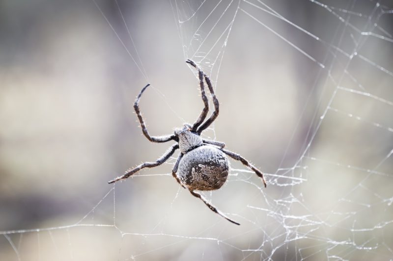 Une araignée faisant sa toile dans l’Outback Australien © Claire Blumenfeld
