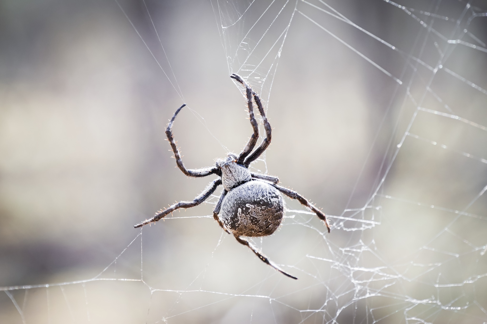 A spider making his web in the Australian Outback © Claire Blumenfeld
