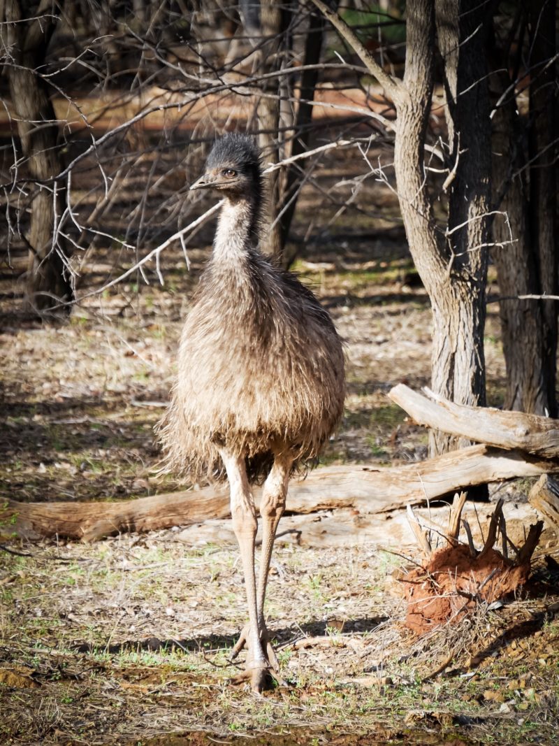Un Émeu dans l’Outback Australien © Claire Blumenfeld