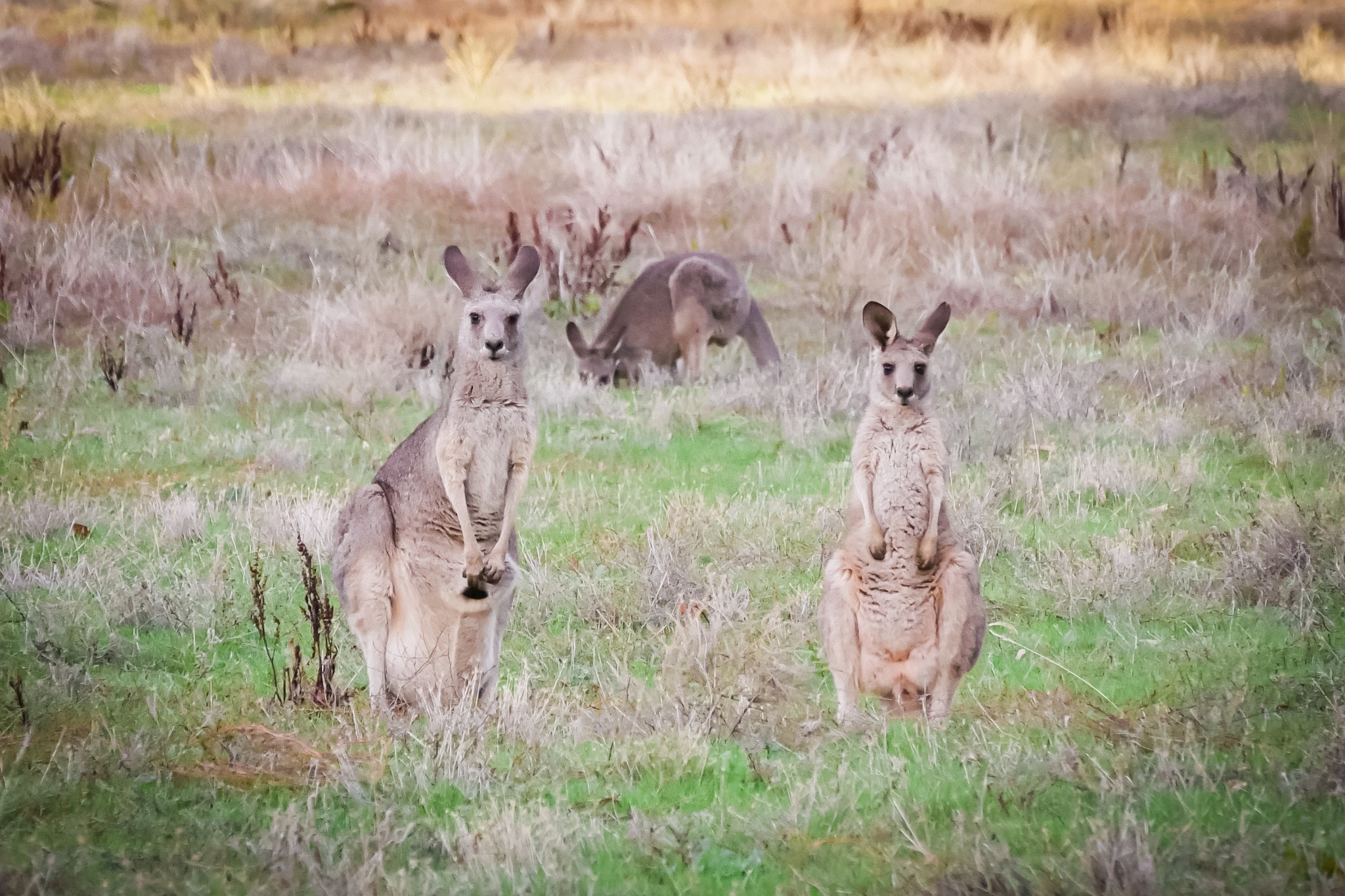 Kangaroo - Victoria - Australia – © Claire Blumenfeld