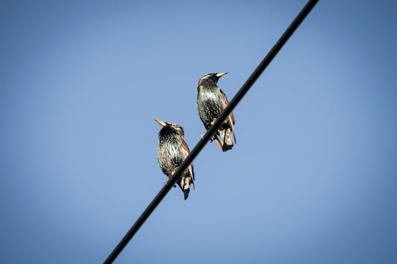 Common starling - Melbourne - Victoria - Australia – © Claire Blumenfeld