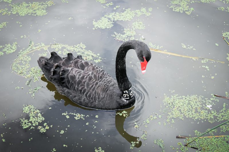 Black swan - Melbourne - Victoria - Australia – © Claire Blumenfeld