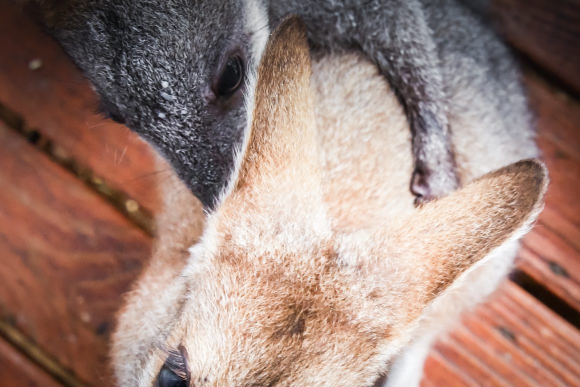 Joshy et Jimmy - Kangourou - Tiandi Wildlife Sanctuary - Australie – © Claire Blumenfeld