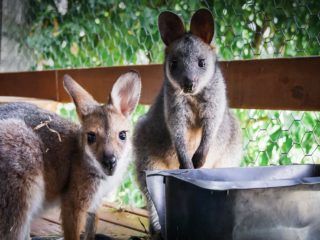 Jimmy and Joshy - Kangaroo - Tiandi Wildlife Sanctuary - Australia – © Claire Blumenfeld