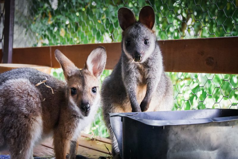 Jimmy et Joshy - Kangourou - Tiandi Wildlife Sanctuary - Australie – © Claire Blumenfeld