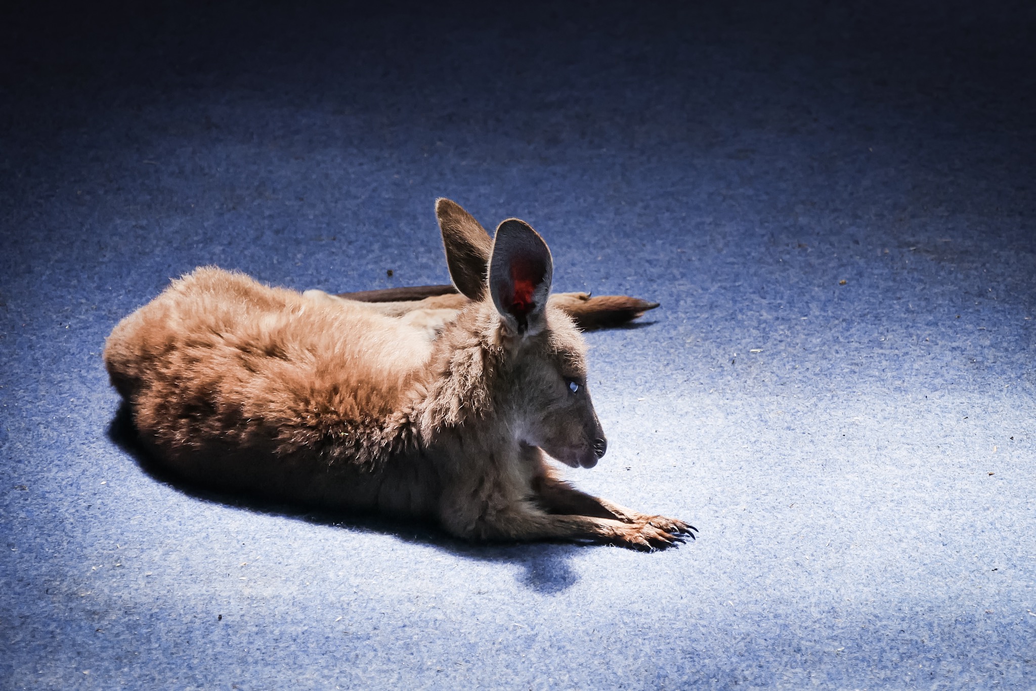 Melody - Kangaroo - Tiandi Wildlife Sanctuary - Australia – © Claire Blumenfeld