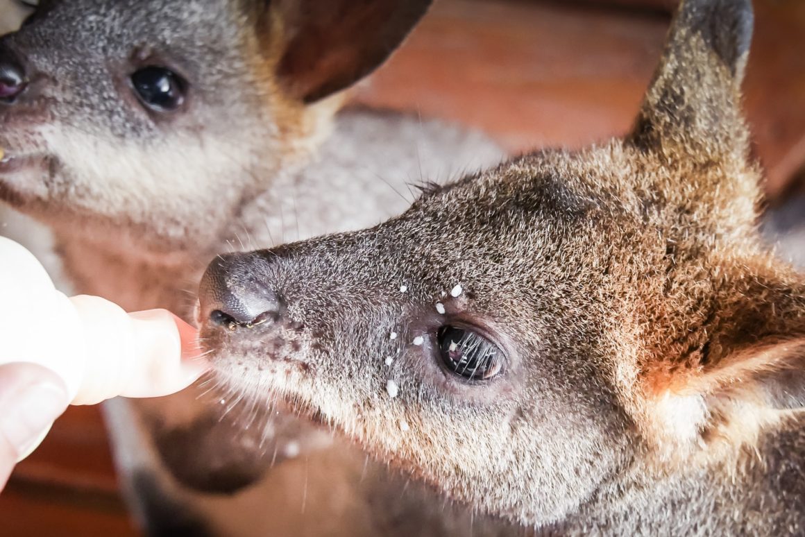 Prinnie et Maya - Kangourou - Tiandi Wildlife Sanctuary - Australie – © Claire Blumenfeld