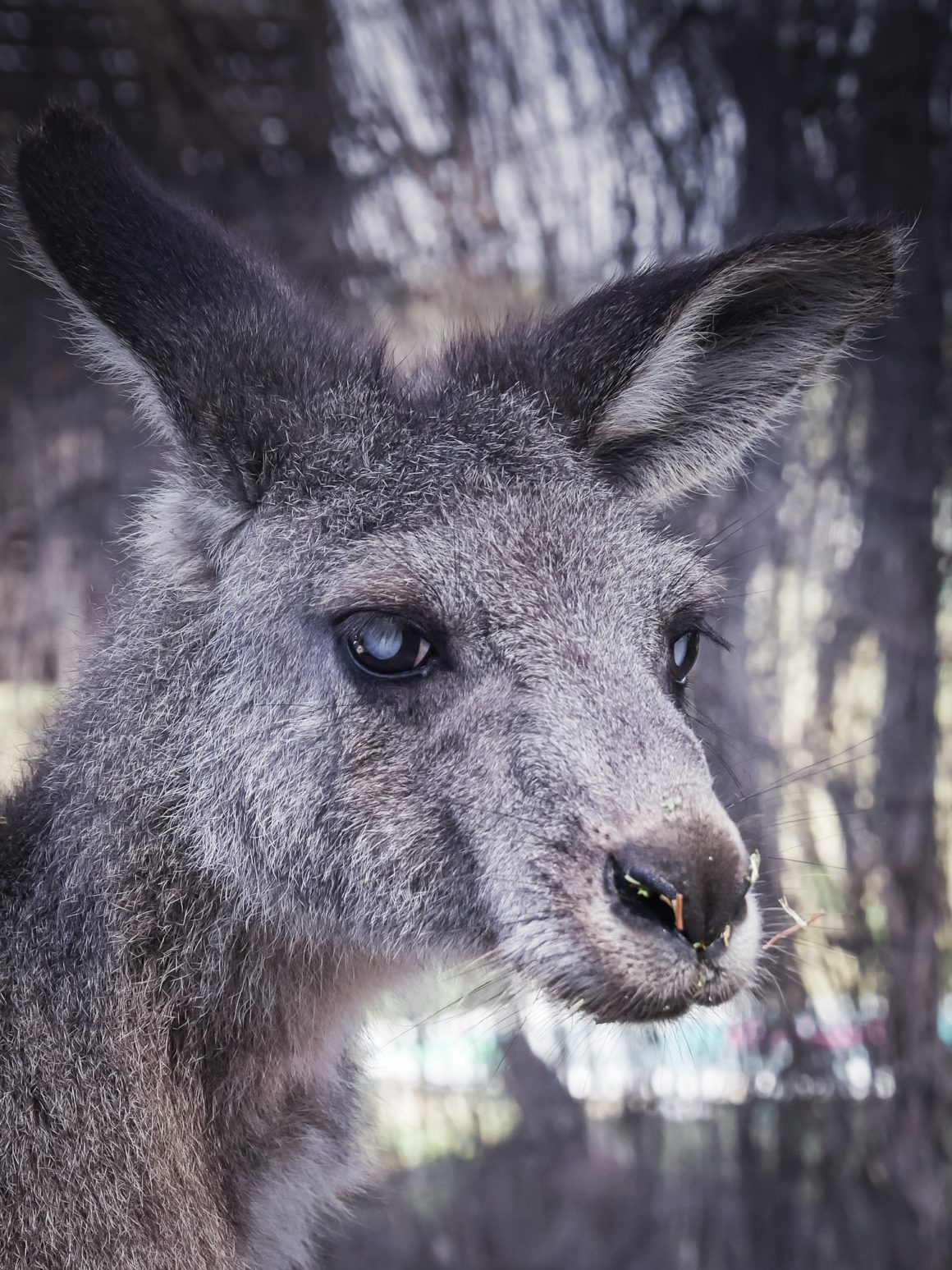 Alvin - Kangaroo - Tiandi Wildlife Sanctuary - Australia – © Claire Blumenfeld