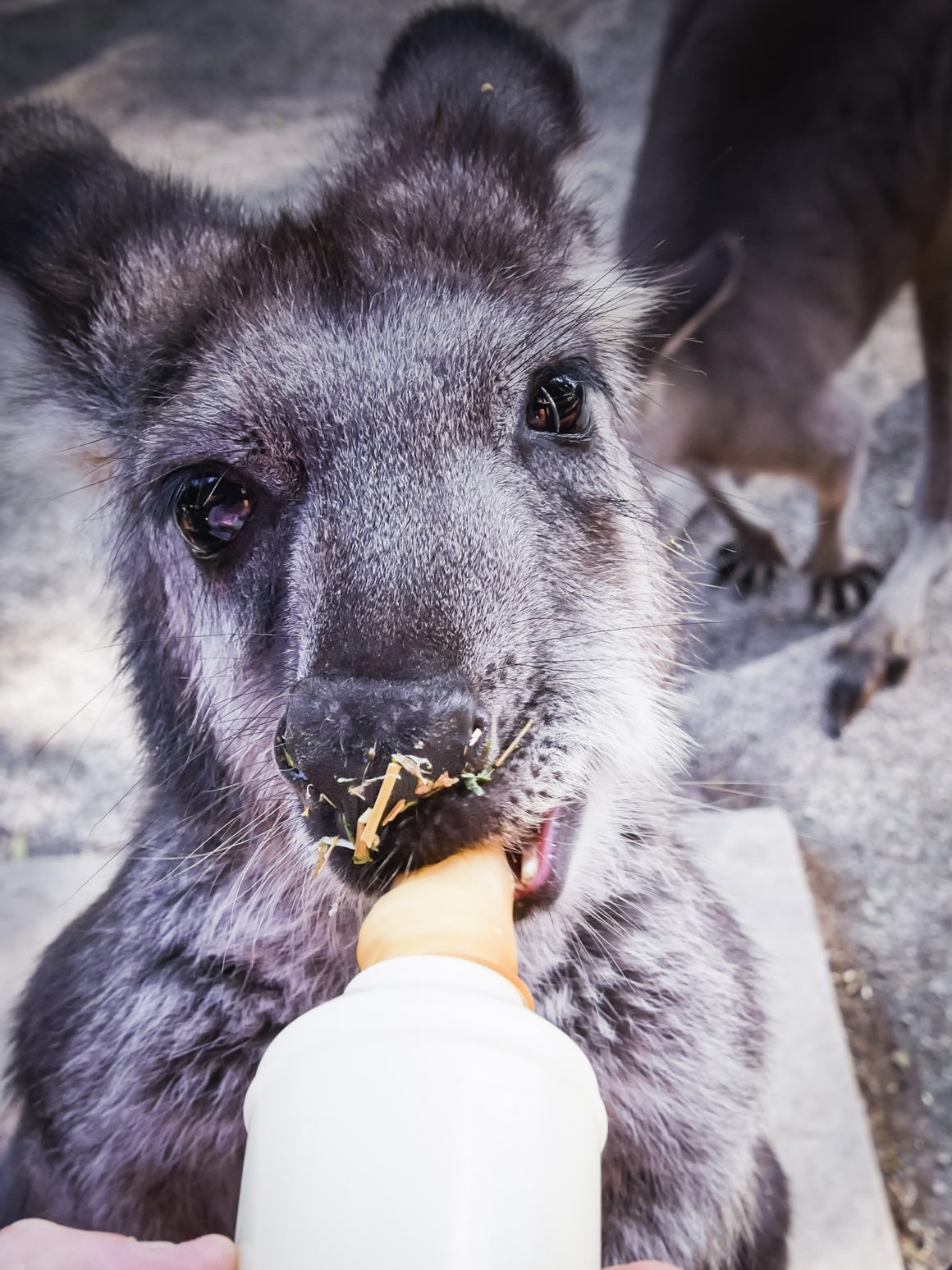 Chino - Kangaroo - Tiandi Wildlife Sanctuary - Australia – © Claire Blumenfeld