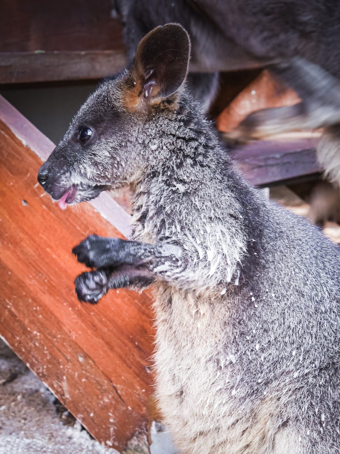 Hobo - Kangaroo - Tiandi Wildlife Sanctuary - Australia – © Claire Blumenfeld