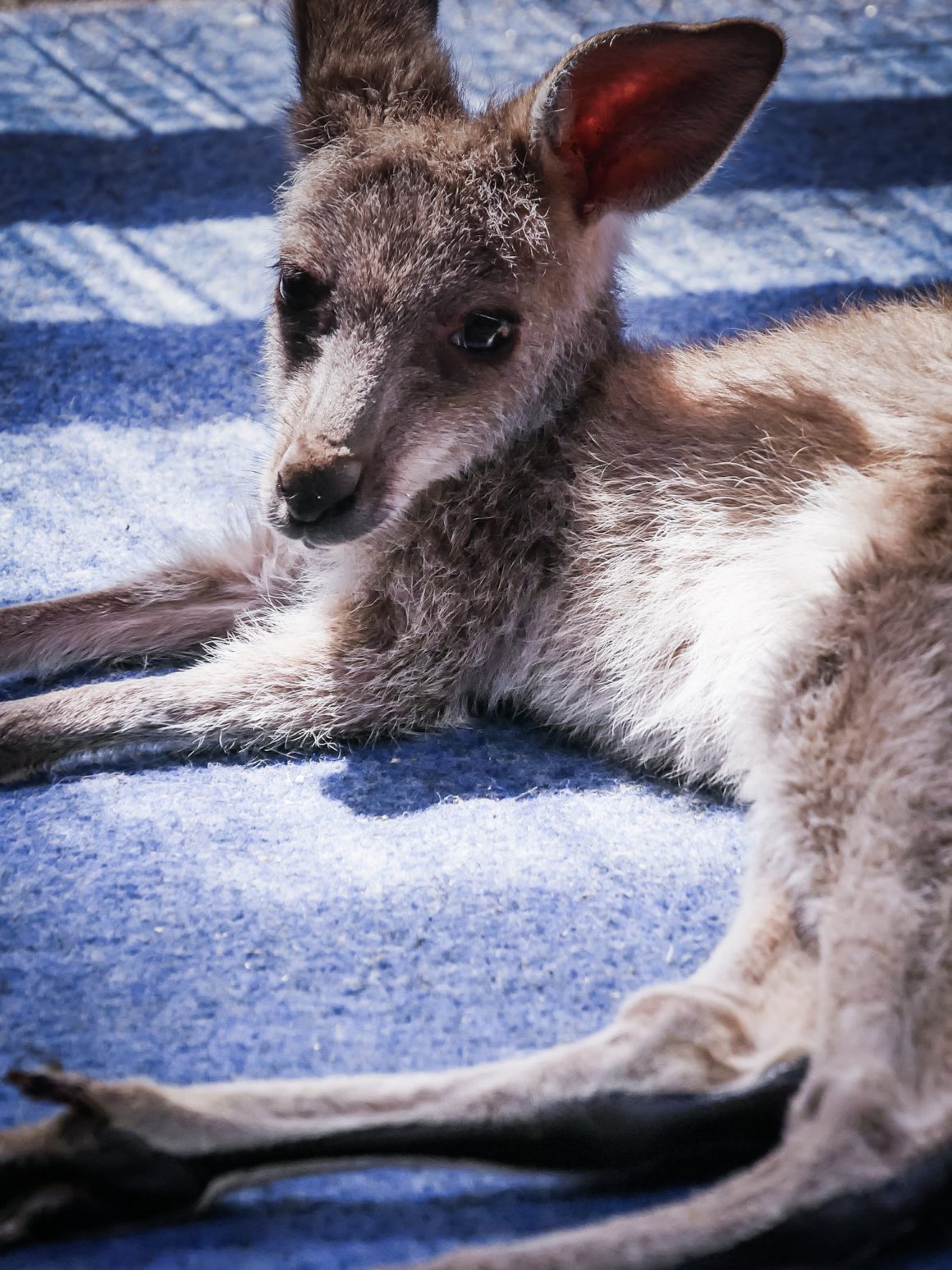 Bentley - Kangourou - Tiandi Wildlife Sanctuary - Australie – © Claire Blumenfeld