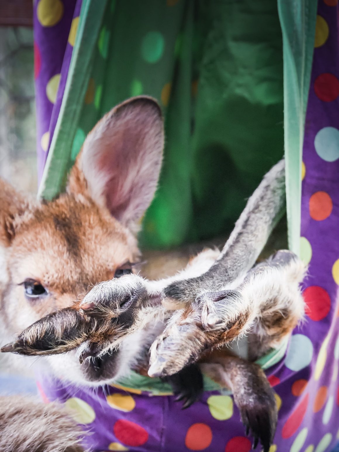 Jimmy - Kangaroo - Tiandi Wildlife Sanctuary - Australia – © Claire Blumenfeld