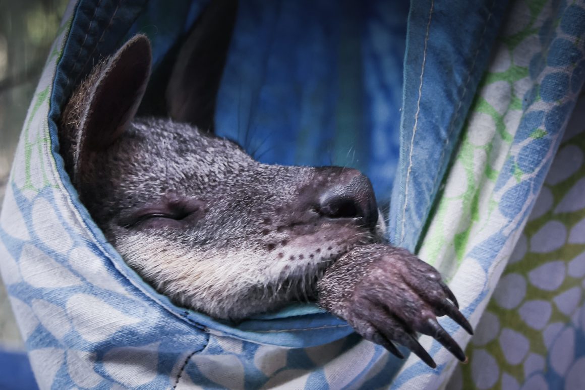 Joshy - Kangaroo - Tiandi Wildlife Sanctuary - Australia – © Claire Blumenfeld