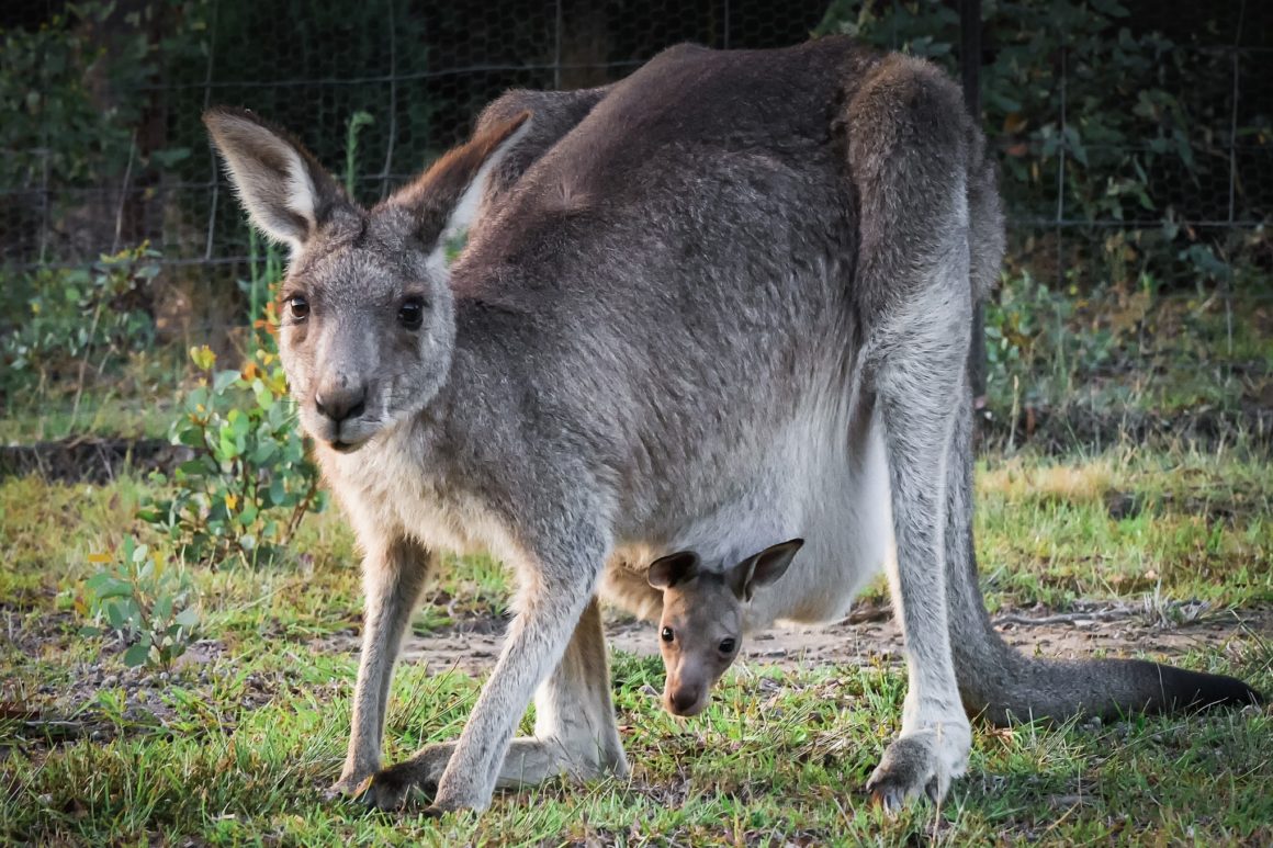 A mommy and her joey - Kangaroo - Tiandi Wildlife Sanctuary - Australia – © Claire Blumenfeld