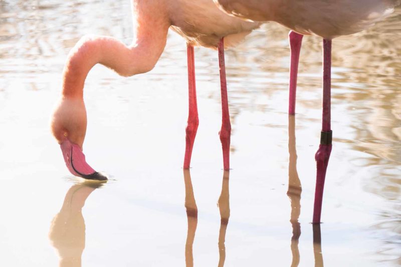 Greater flamingos in Camargue, France © Claire B. - Please do not use without authorization