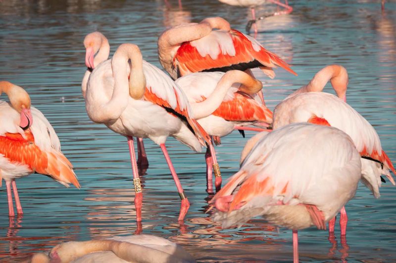 Flamants roses en Camargue, France © Claire B. - Merci de ne pas utiliser sans autorisation