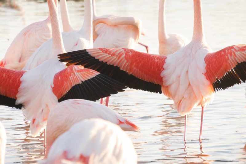 Greater flamingos in Camargue, France © Claire B. - Please do not use without authorization