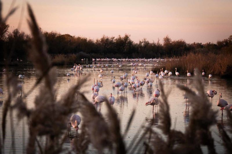 Flamants roses en Camargue, France © Claire B. - Merci de ne pas utiliser sans autorisation