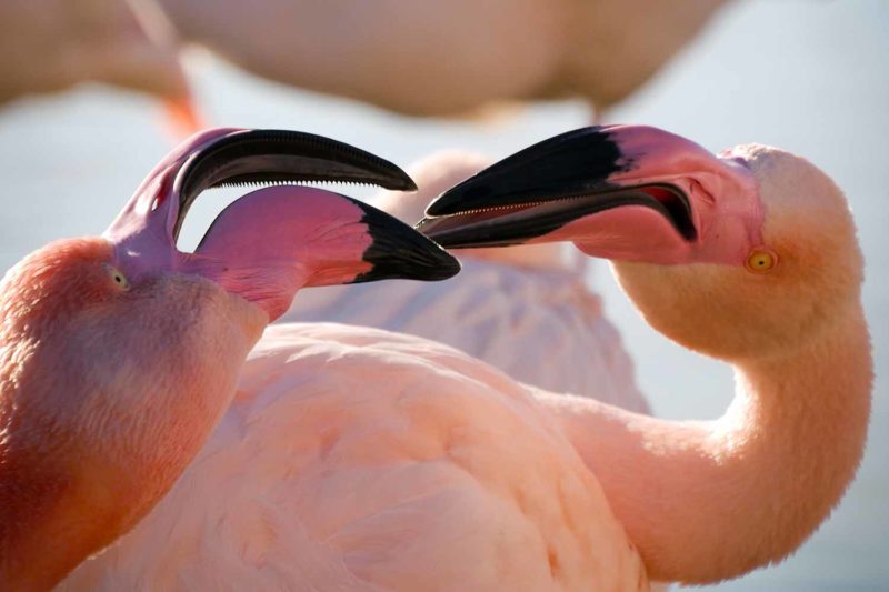 Greater flamingos in Camargue, France © Claire B. - Please do not use without authorization