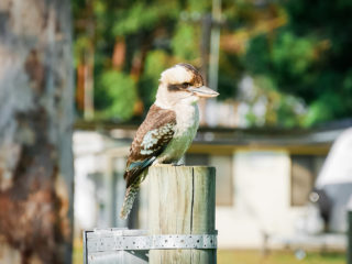 Un Kookaburra dans la campagne Australienne © Claire Blumenfeld