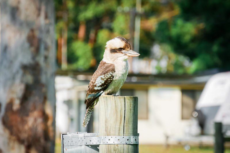 Un Kookaburra dans la campagne Australienne © Claire Blumenfeld